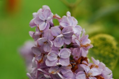 Syringa vulgaris 'Aucubifolia' - šeřík obecný - detail květ